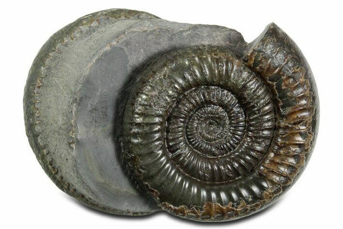 Jurassic Ammonite (Dactylioceras) Fossil - England #351154